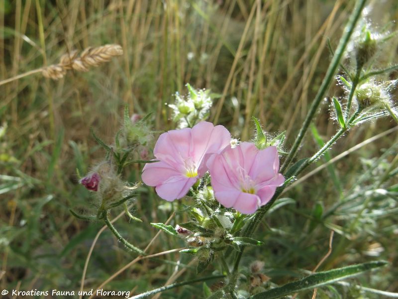 Datei:Convolvulus cantabrica Linné, 1753 PeruBenko PeruBenko 170613 8168.jpg