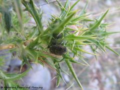 Auf Scolymus hispanicus Linné, 1753 - Spanische Golddistel, bodičasta neznanka. Vir 06/2015