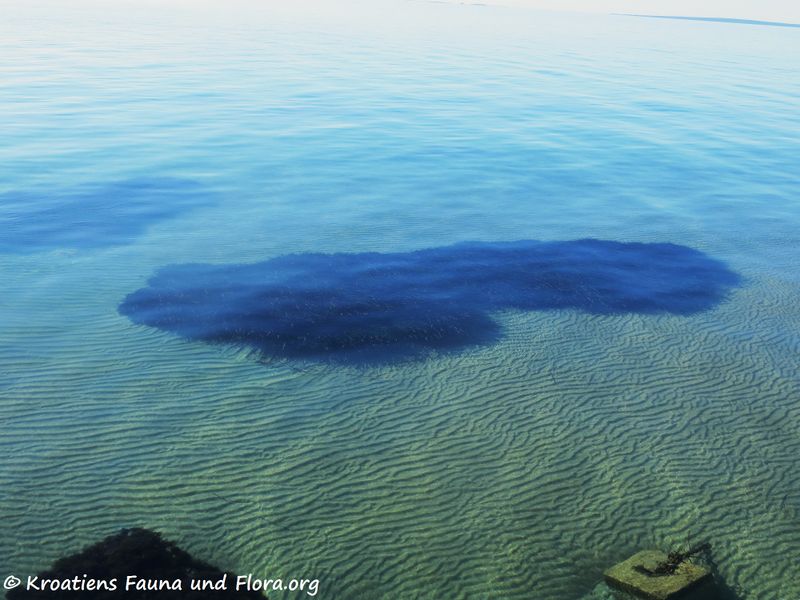 Datei:Posidonia oceanica (L.) Delile, 1813 Vir 191225 2578 k.jpg