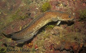 210215 Gaidropsarus mediterraneus 11.jpg