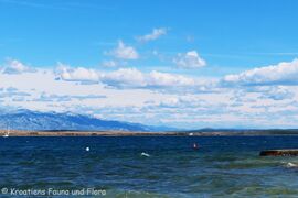 Madame Bura am 10.09.2024