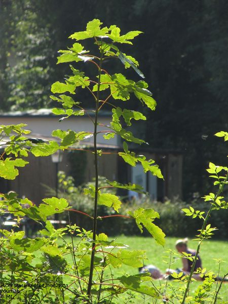 Datei:Acer platanoides Linné, 1753 Staffelsee 110925 81.jpg