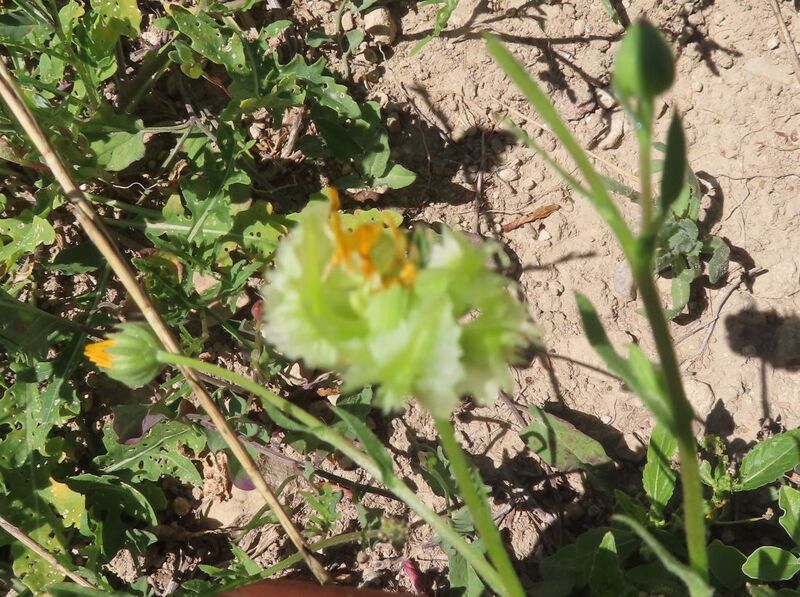 Datei:Campiglossa producta Löw, 1844 Vrana 240706 8431 D.JPG