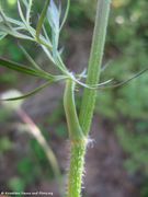 Guggenberger See 07/2014