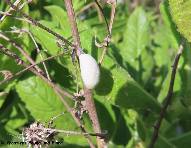 Datei:Glaucopsyche alexis Poda, 1761 Vir 220518 2750.JPG