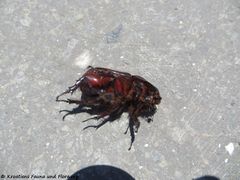 ♂ Lišane Ostrovičke 06/2017