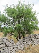 Im Sommer, Otok Vir 06/2014