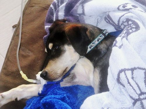 131202 6147 Vir, Nikyk.jpg