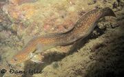 Gaidropsarus mediterraneus Linné, 1758 - Mittelmeer-Seequappe, ugorova majka mrkulja. Fundort: Zadar 02/2021, 4 Meter Tiefe. Meerestier
