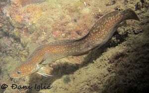 210215 Gaidropsarus mediterraneus 7.jpg