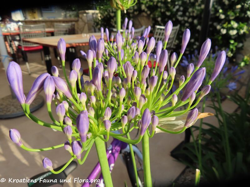 Datei:Agapanthus praecox Willdenow, 1809 Zat 220618 2850.JPG
