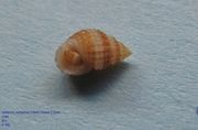 Alvania (Alvania) cimex cimex Linné, 1758, Fundort: Vir 05/2013, Meerestier