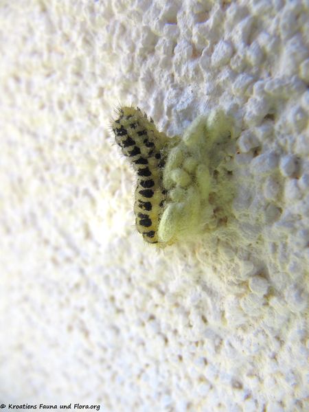 Datei:Cotesia zygaenarum Marshall, 1885 Vir 140509 3058.jpg