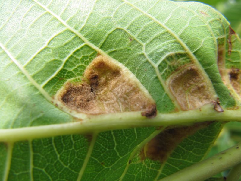 Datei:EriEri Ben 150909 1931.jpg