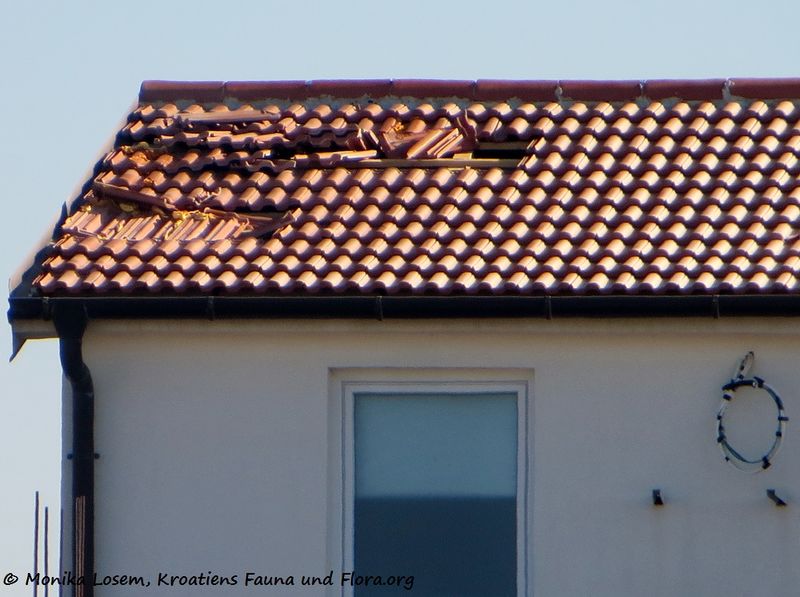 Datei:Folgen 170120 5705 k.jpg