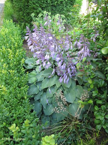 HostVent Frau 120710 360.jpg