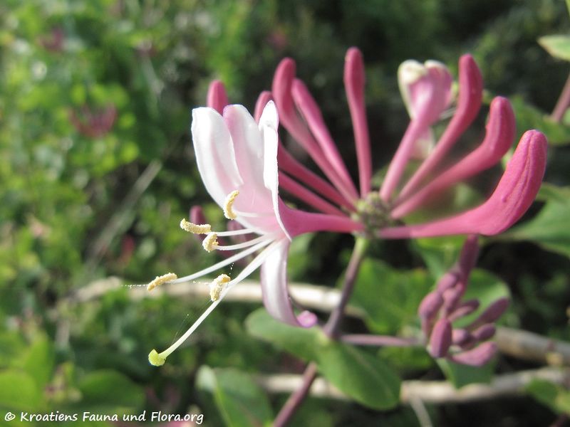 Datei:Loni cap Blü5 Vir 170510 7572.jpg