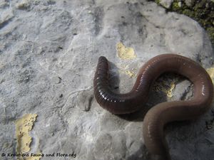 Lumbricus castaneus Savigny, 1826 Senj 130525 2135.jpg