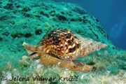 Charonia variegata Lamarck, 1816 - Atlantisches Tritonshorn, tritonova truba Fundort: © Jelena Vidmar Kružić, Mljet 07/2020. Europaweit geschütztes Tier, Meerestier