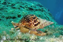 © Jelena Vidmar Kružić, Mljet 07/2020