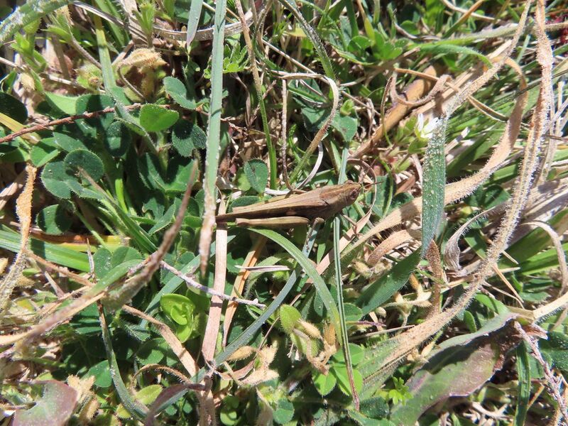 Datei:Aiolopus strepens Vir 260404 8063.JPG