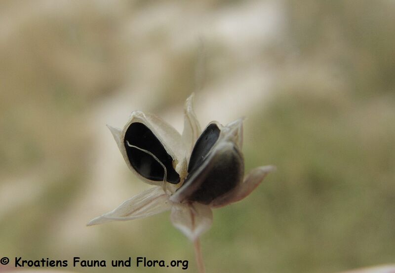 Datei:Allium tenuiflorum Tenore, 1814 Vir 130714 3192.JPG