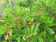 Galle auf dem Mastixstrauch , Vir 06/2014