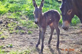 Juanito, © Ralf Schillo, Prokike 05/2015