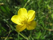 Ranunculus bulbosus Linné, 1753 - Knolliger Hahnenfuß, lukovičasti žabnjak. Fundort: Privlaka 05/2014, Giftpflanze