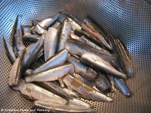 Sardinen 150730 150 k.jpg