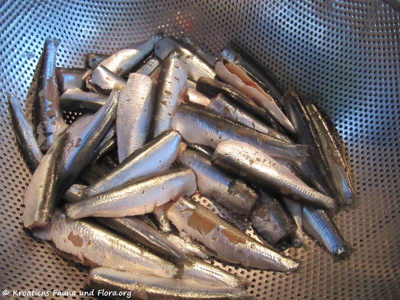 Datei:Sardinen 150730 150 k.jpg