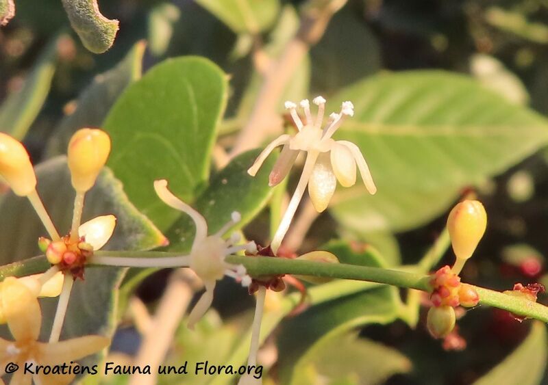 Datei:Smilax aspera Linné, 1753 Vir 201109 1613 dd.jpg