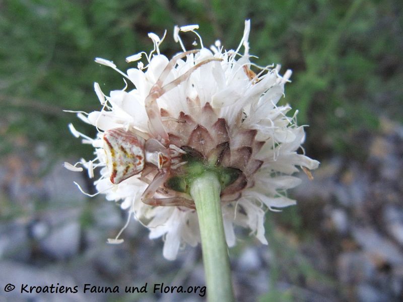 Datei:Thomisus onustus Walckenaer, 1806 Senj 140628 4463.jpg