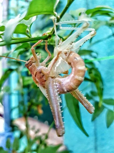 Datei:160819 Anacridium Đurđa Backstuber 5.jpg