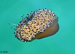 © Heike, Murter 08/2019