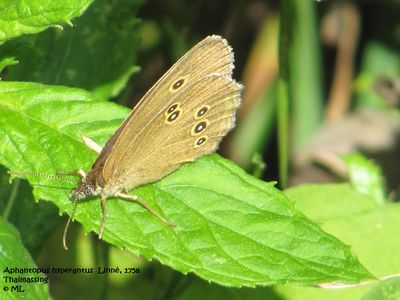 Apha hyp TH 120722 660.jpg