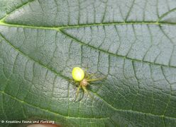 ♀ auf Celtis australis Linné, 1753, Paljuv/Novigrad 05/2018