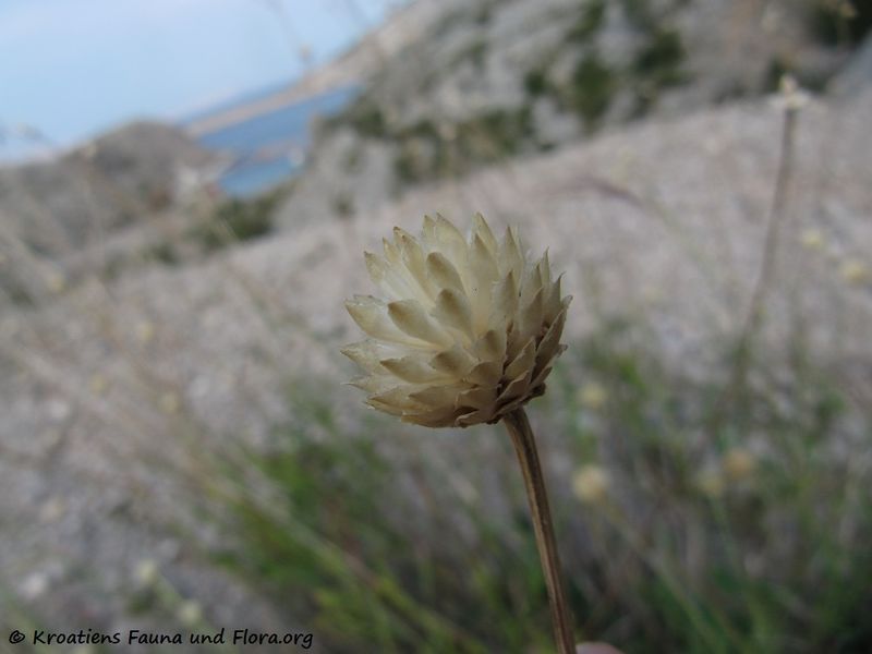 Datei:CephLeuc LuŠu 141004 5909.jpg