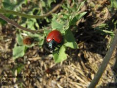 ChrysPop Zag 110918 23.jpg