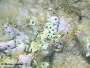 Cliona viridis Schmidt, 1862, Fundort: Vir 06/2011, Meerestier