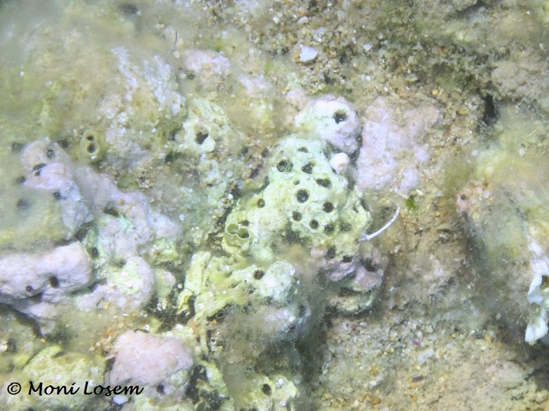 Datei:Cliona viridis Schmidt, 1862 Vir 110623 6.jpg