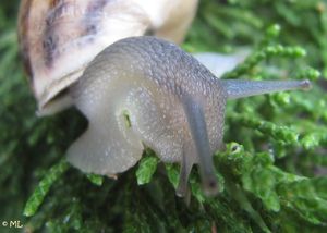 EobVerm Vrsi 110630 34.jpg