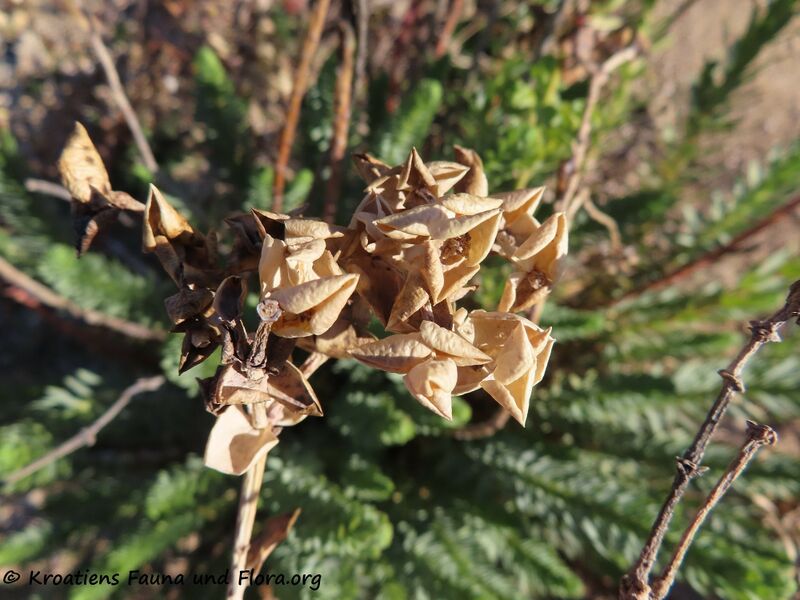Datei:Euphorbia paralias Linné, 1753 Vir 220201 2250.JPG