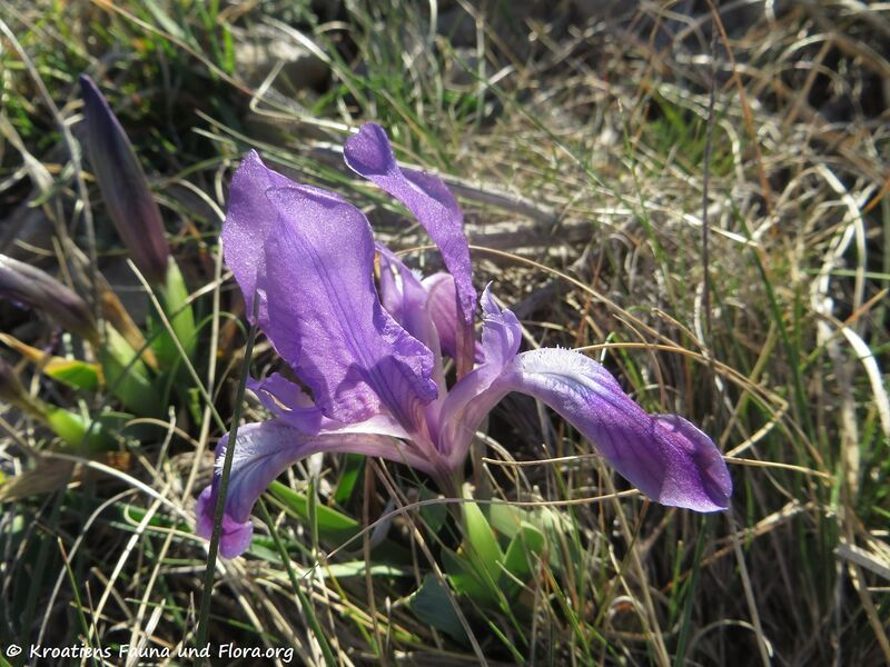 Datei:Iris adriatica Trinajstic ex Mitic, 2002 Vir 190324 0496.jpg