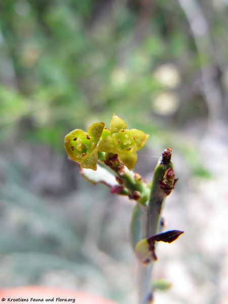 Datei:Osyris alba Linné, 1753 Vir 131004 4924.jpg