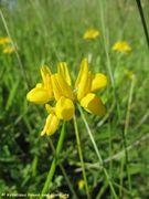 Securigera securidaca (L.) Degen et Dörfler, 1896 - Ziegen-Beilwicke, sredozemna sjekirica. Fundort: Zadar 05/2016, Heilpflanze