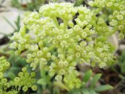 Crithmum maritimum Linné, 1753 - Meerfenchel, motar. Fundort: Vir 11/2012, Heilpflanze