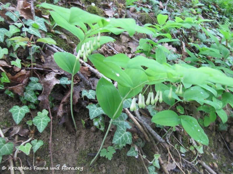 Datei:PolygMulti Ribn 160423 8492.jpg