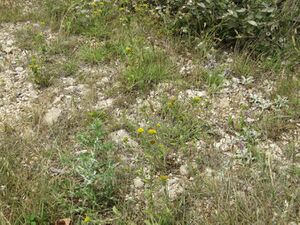 120614 1296 Vir K.JPG