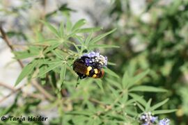 190711 1 Megascolia maculata T Haider.jpg